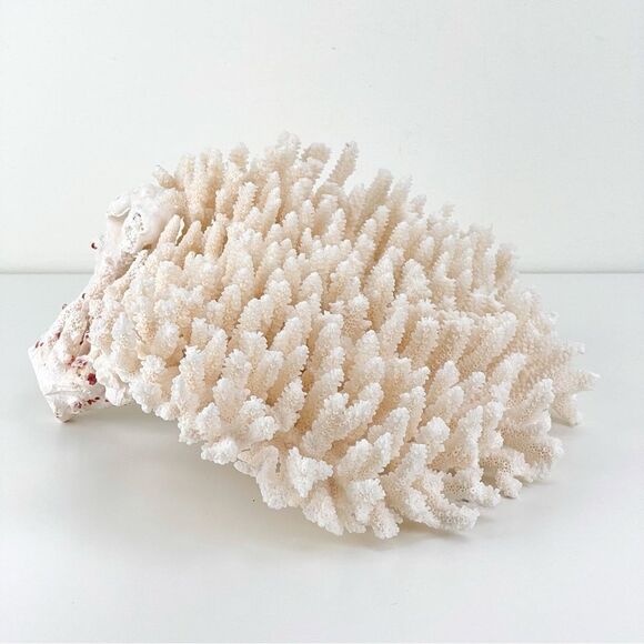 Natural White Coral Reef Cluster Ocean Salt Water Mineral Specimen - Picture 3 of 12